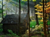 Abandoned Hut Nature Landscapes