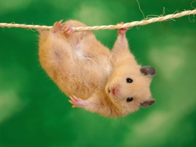 Animals Funny Hamsters Ropes