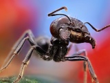 Ant Close Up1