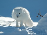 Arctic Fox In The Snow