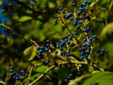 Autumn Colours Berries