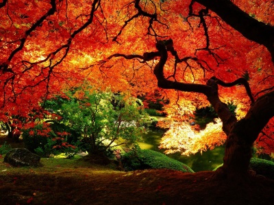 Autumn Tree Nature