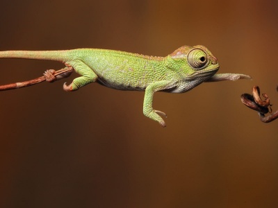 Baby Iguana