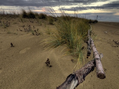 Beach Fence Nature Landscapes