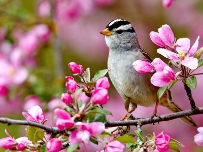 Bird On A Blossom Branch Spring