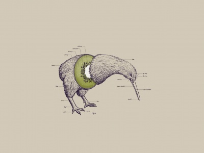 Birds Fruits Humor Funny Kiwi Illustrations Photomanipulations White Background