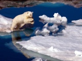 Brave Polar Bear1