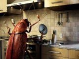 Bug Cooking