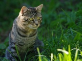 Cat In The Grass