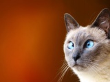 Cats Blue Eyes Animals Funny