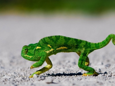 Chameleon On Sand