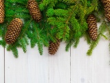 Christmas Branches Pine Cone