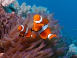 Clown Fish