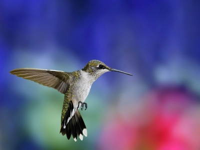 Colibri Bird1