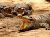 Crocodiles Bask In The Sun