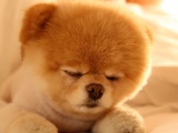 Cute Dog Sleep