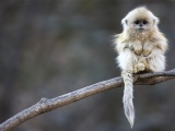 Cute Monkey Animal