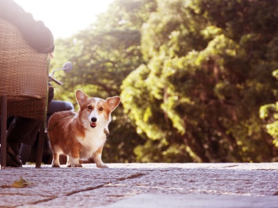 Cute Short Legged Dog Animal