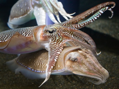 Cuttlefish