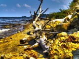 Dry Tree Beach Nature Landscapes