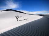 Dune Dead Wood Sand Barren Desert