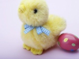 Easter Holiday Egg Chick