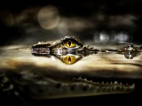 Eye Of Crocodile Above The Water