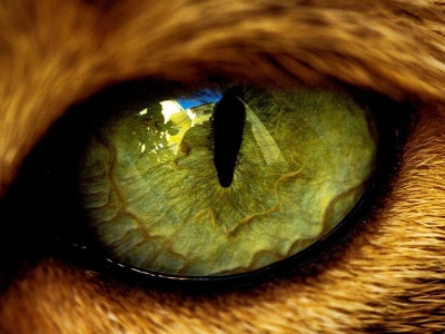 Eye Predator Tiger