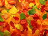 Fall Leaves Autumn 3d