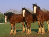 Farm Horse Fence