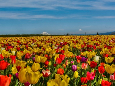 Field Of Flowers