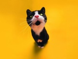 Funny Cat Animal