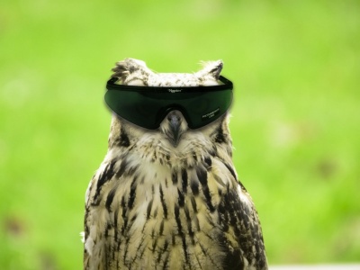 Glasses Funny Owls Photomanipulations