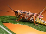 Grasshopper Close Up