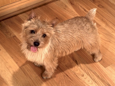 Happy To See You Norwich Terrier