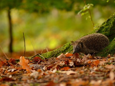 Hedgehog And Autumn