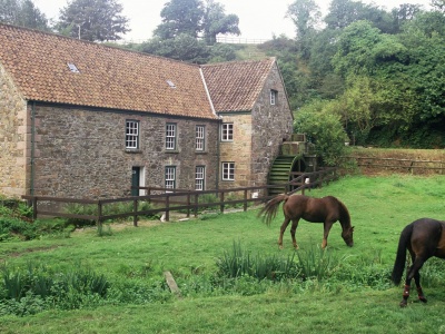 House Pasture Horse Grass Channel Islands