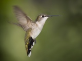 Hummingbird Texas