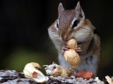 Hungry Squirrel