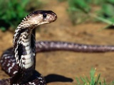 Indian Cobra