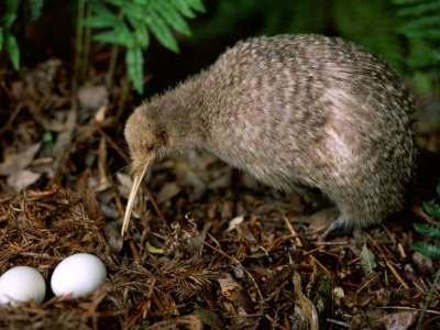 Kiwi Leaves Pair Eggs Birdie Plant