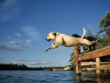 Lake Jump Labrador Pair Dogs