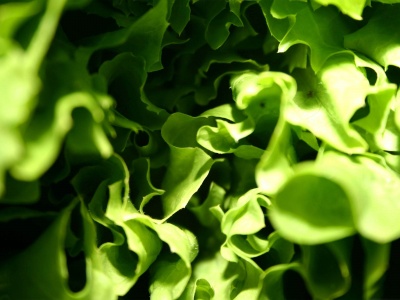 Lettuce Macro