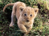 Lion Cub Lion Animal