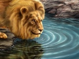 Lion Drinking Water