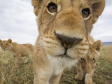 Lion Muzzle Cub