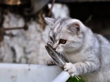 Lovely Cat Playing