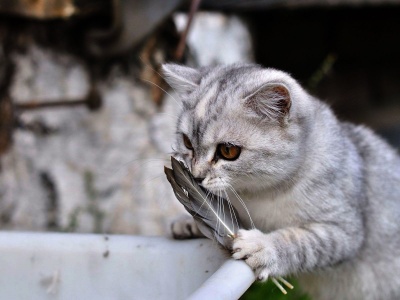 Lovely Cat Playing