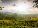 Munnar Hill Station Kerala India