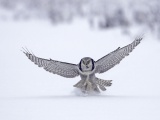 Northern Hawk Owl Flight